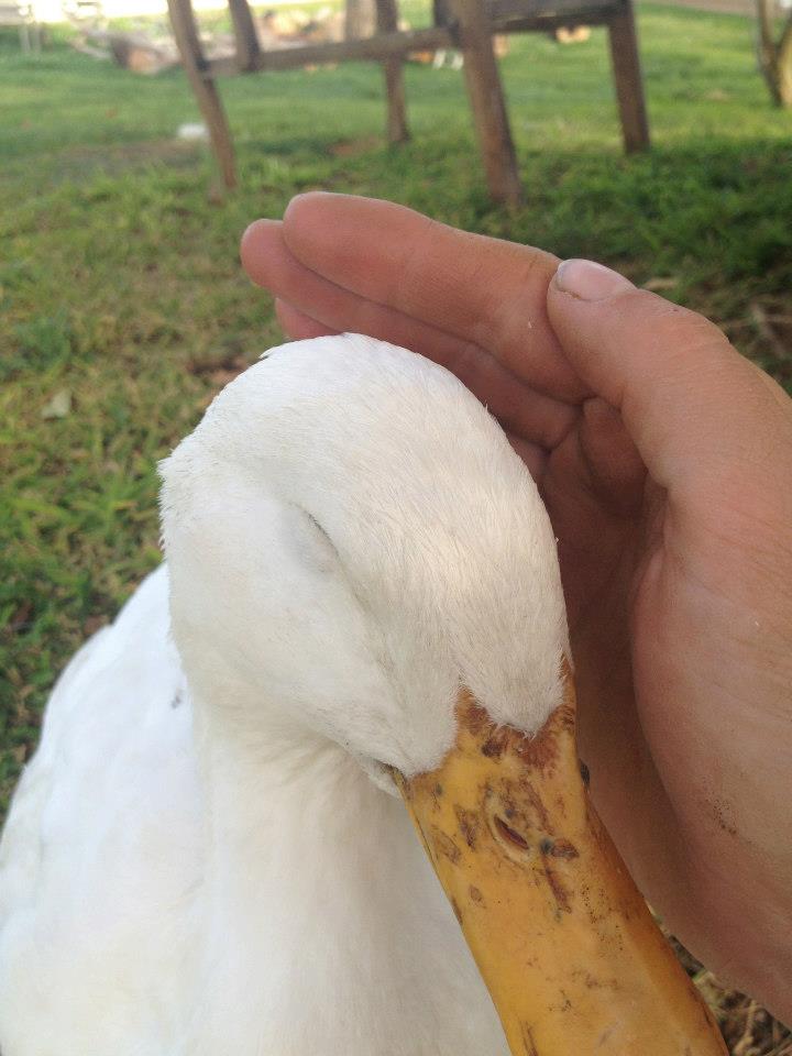 A white duck rests his cheek into Anna's cupped hand, eyes closed.