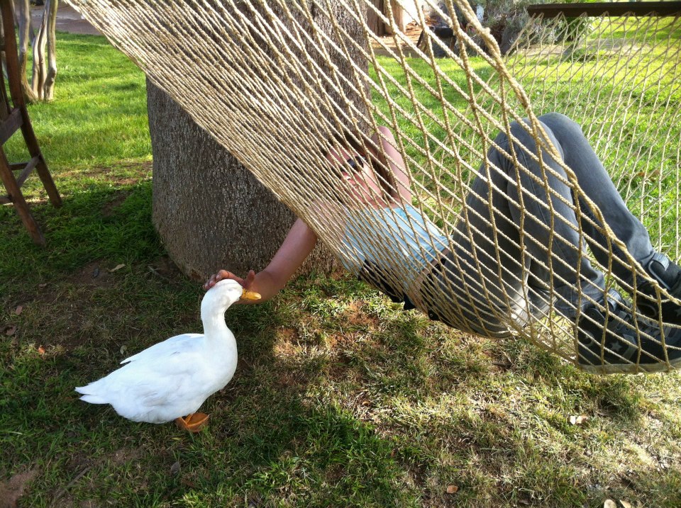 Anna lying in a hammock, hand reaching down to the duck standing in the grass below.